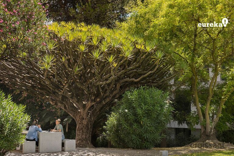 a person standing next to a tree