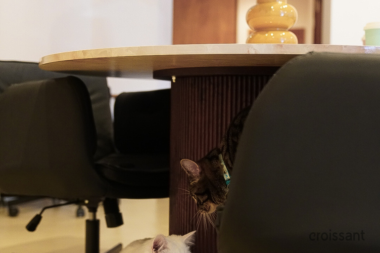 a cat sitting on a chair in a room