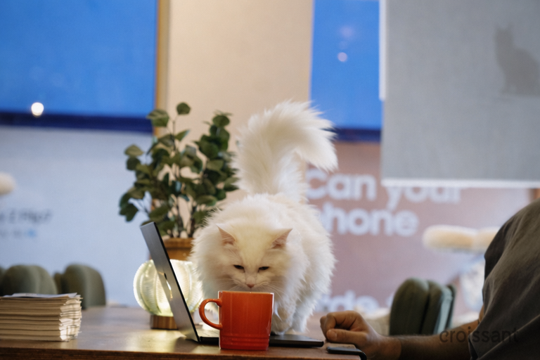 a person sitting at a desk with a cat